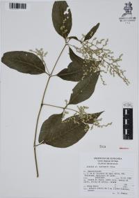 Iresine hartmanii image